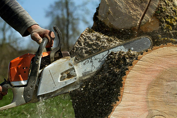 Trinity, AL Tree Care Services Company